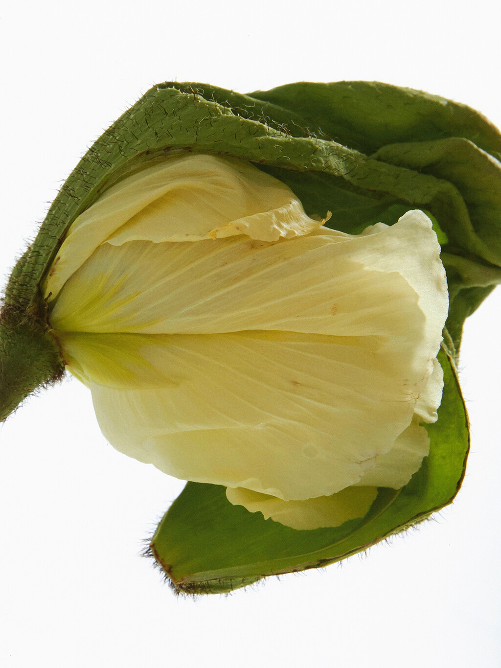 Beauty - © Thomas Lohr Studio