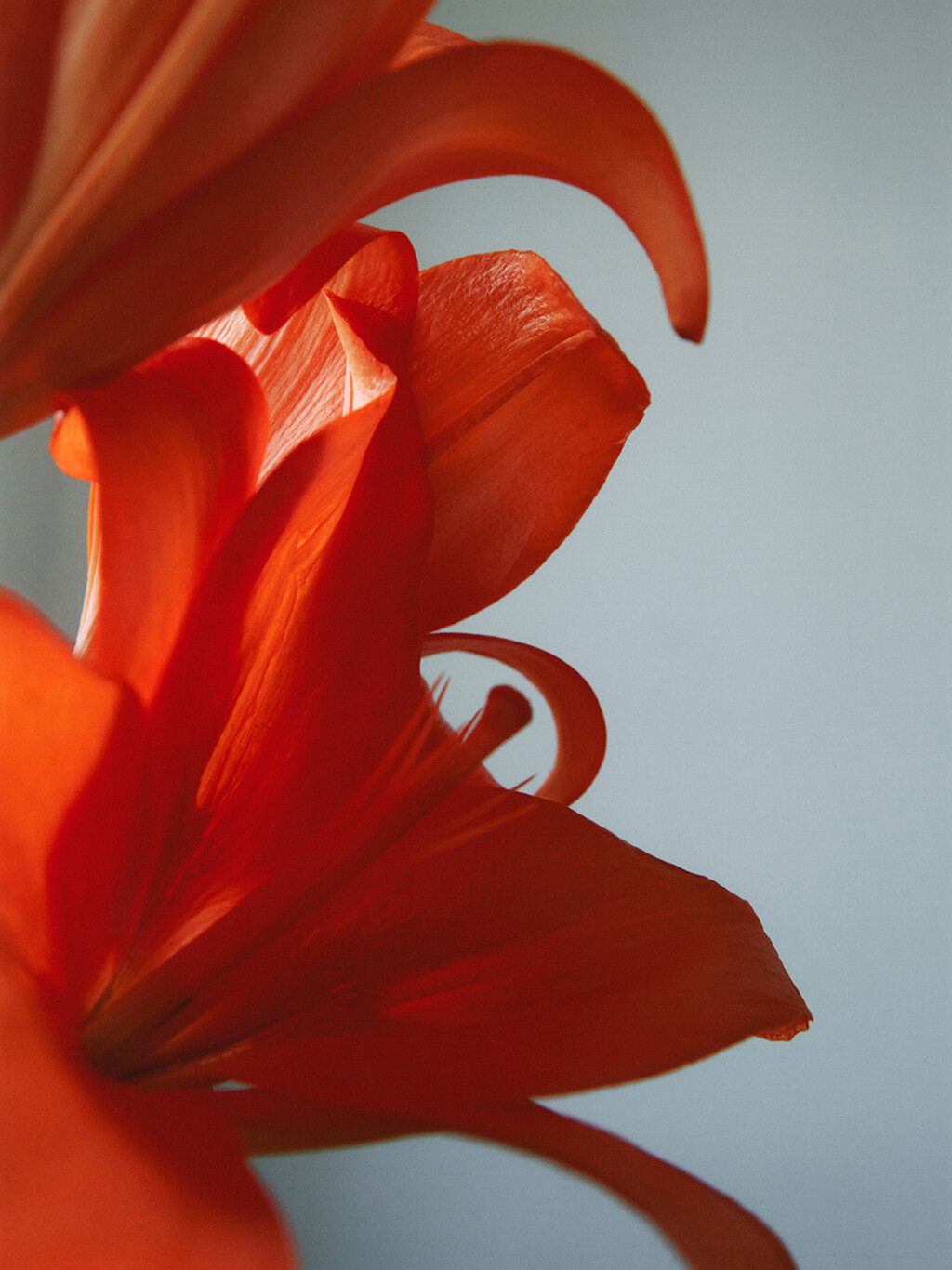 Beauty - © Thomas Lohr Studio