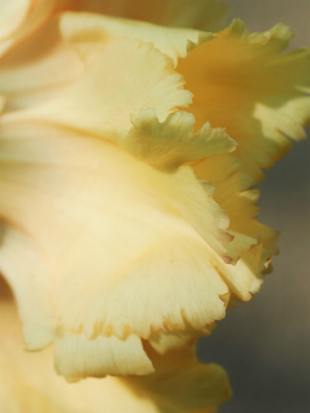 Beauty - © Thomas Lohr Studio