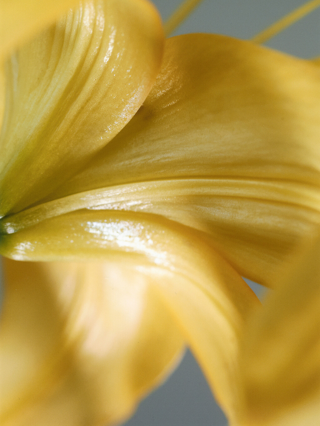 Beauty - © Thomas Lohr Studio