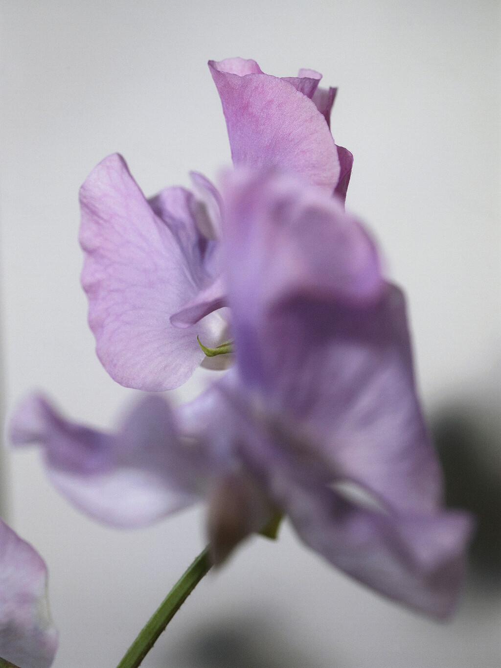 Beauty - © Thomas Lohr Studio