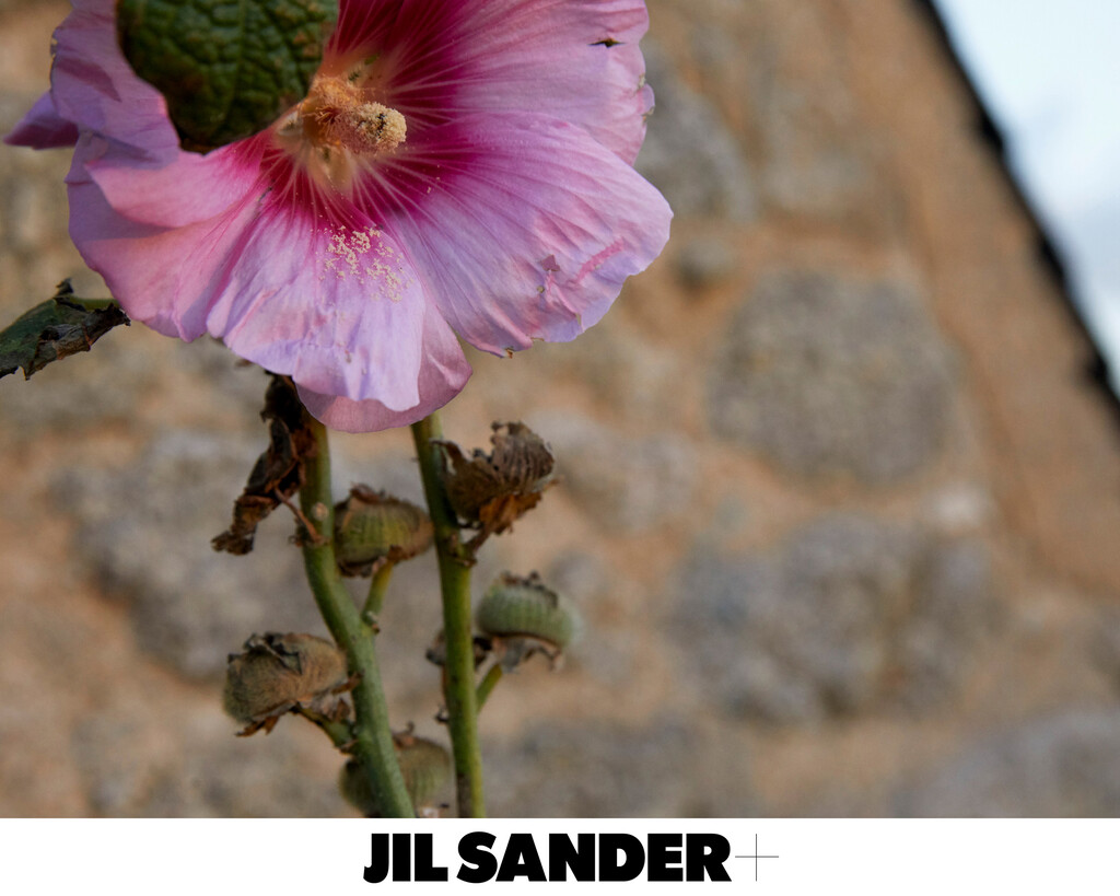 Jil Sander + - © Thomas Lohr Studio