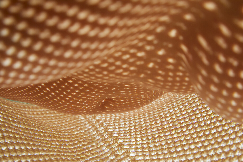 Many Of Them - © Thomas Lohr Studio