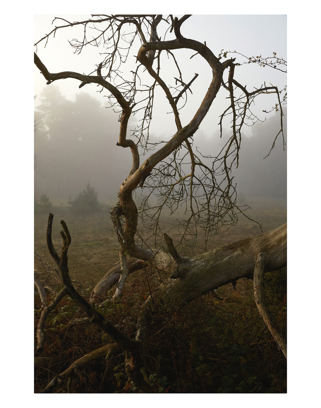 Re-Edition - © Thomas Lohr Studio