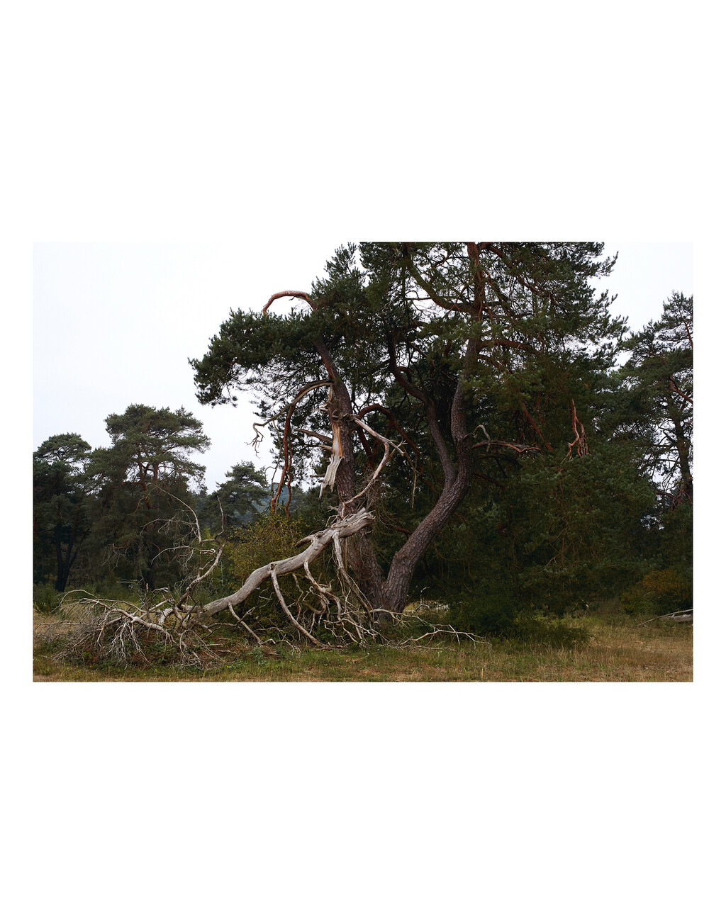 Re-Edition - © Thomas Lohr Studio