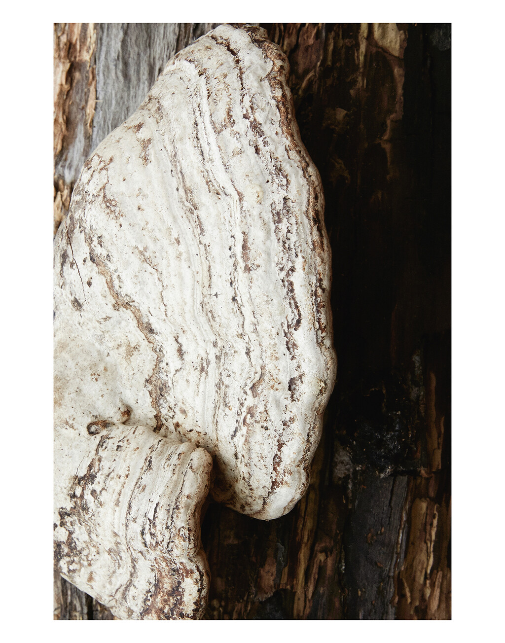 Re-Edition - © Thomas Lohr Studio