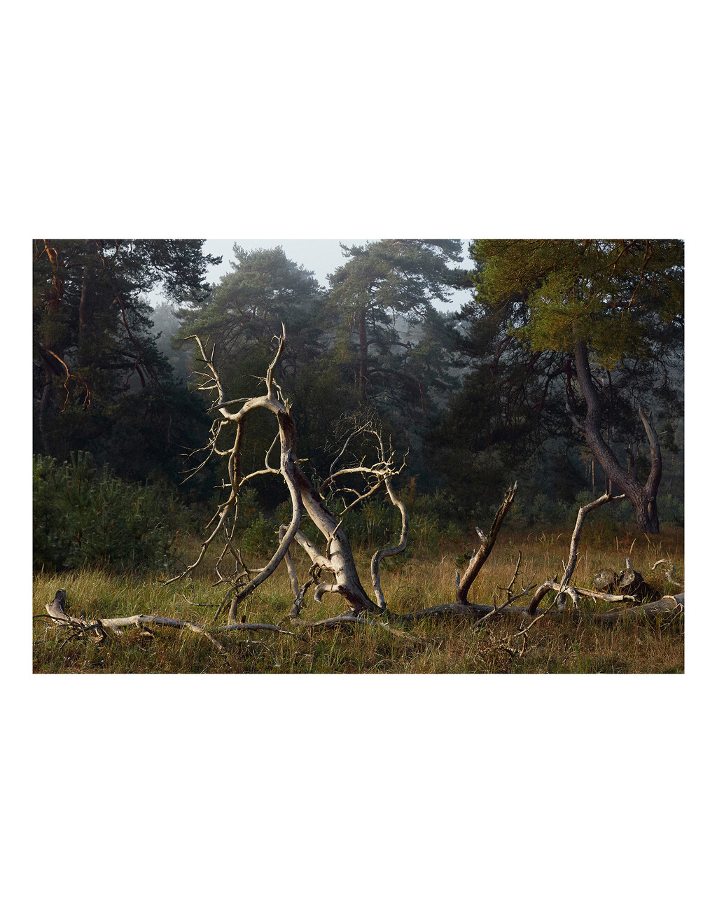 Re-Edition - © Thomas Lohr Studio